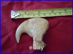1 Rare big antique lion dew claw Panthera Leo 3.5 inches long A
