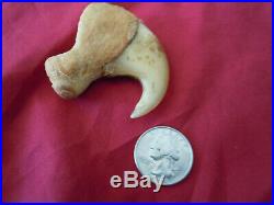 1 Rare big antique lion dew claw Panthera Leo 3.5 inches long A