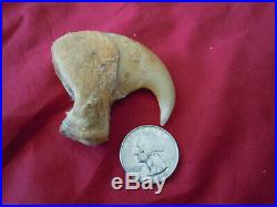1 Rare big antique lion dew claw Panthera Leo 3.5 inches long B