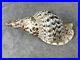 14+ Very Big rare Tritonis Triton Conch Seashell Trumpeted Shell Large 14