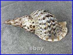 14+ Very Big rare Tritonis Triton Conch Seashell Trumpeted Shell Large 14