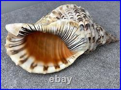 14+ Very Big rare Tritonis Triton Conch Seashell Trumpeted Shell Large 14