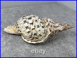 14+ Very Big rare Tritonis Triton Conch Seashell Trumpeted Shell Large 14