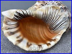 14+ Very Big rare Tritonis Triton Conch Seashell Trumpeted Shell Large 14