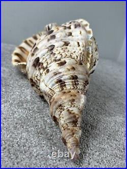 14+ Very Big rare Tritonis Triton Conch Seashell Trumpeted Shell Large 14