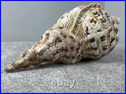 14+ Very Big rare Tritonis Triton Conch Seashell Trumpeted Shell Large 14