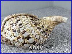 14+ Very Big rare Tritonis Triton Conch Seashell Trumpeted Shell Large 14