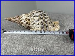 14+ Very Big rare Tritonis Triton Conch Seashell Trumpeted Shell Large 14