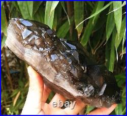 3.64LB Big Amazing Alligator Quartz Rare Smoky Skeletal Quartz Crystal Specimen