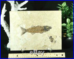 A BIG Rare 100% Natural MIOPLOSUS Fish Fossil on Big Matrix! From Wyoming 1243gr
