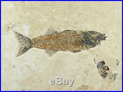 A BIG Rare 100% Natural MIOPLOSUS Fish Fossil on Big Matrix! From Wyoming 1243gr