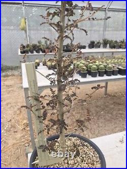 A1. Boswellia socotrana x nana from seed Collection big RARE#ariocarpus Caudex Bo