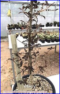 A1. Boswellia socotrana x nana from seed Collection big RARE#ariocarpus Caudex Bo