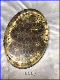 AMAZING RARE VINTAGE BIG RATTLESNAKE in RESIN TAXIDERMY