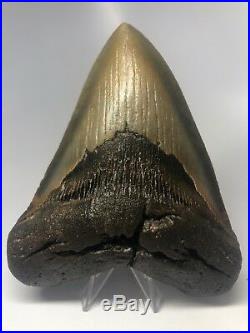 Amazing 5.85 Beautiful Megalodon Fossil Shark Tooth Rare Big 2902