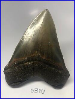 Amazing 5.85 Beautiful Megalodon Fossil Shark Tooth Rare Big 2902