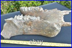 Amazing Very Rare, Big Collector Grade Pygmy Hippo/ Hippopotamus Fossil Jaw