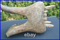 Amazing Very Rare, Big Collector Grade Pygmy Hippo/ Hippopotamus Fossil Jaw