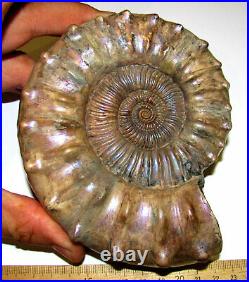 Ammonite Peltoceras, BIG RARE SAMPLE. Russia, 5.5 inches
