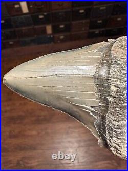 BIG 3.79 ANGUSTIDENS Shark Tooth NATURAL FOSSIL RARE SOUTH CAROLINA MEGALODON