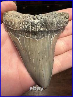 BIG 3.79 ANGUSTIDENS Shark Tooth NATURAL FOSSIL RARE SOUTH CAROLINA MEGALODON