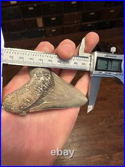 BIG 3.79 ANGUSTIDENS Shark Tooth NATURAL FOSSIL RARE SOUTH CAROLINA MEGALODON