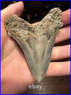 BIG 3.79 ANGUSTIDENS Shark Tooth NATURAL FOSSIL RARE SOUTH CAROLINA MEGALODON