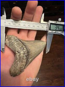 BIG 3.79 ANGUSTIDENS Shark Tooth NATURAL FOSSIL RARE SOUTH CAROLINA MEGALODON