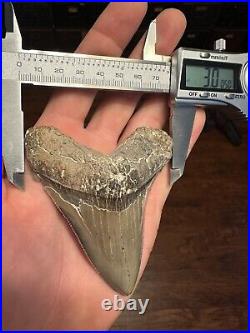 BIG 3.79 ANGUSTIDENS Shark Tooth NATURAL FOSSIL RARE SOUTH CAROLINA MEGALODON