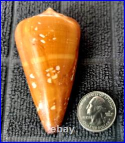 BIG! Conus crocatus #5 57.9mm RARE NEAR-GEM BEAUTY from the Philippines