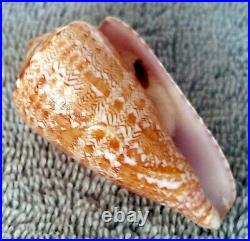 BIG! Conus natalis #2 54.1mm RARE BEAUTY from South Africa