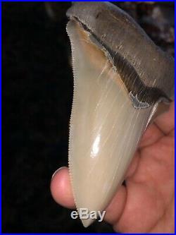 BIG RARE Lee Creek Chubutensis Shark Tooth