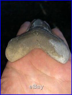 BIG RARE Lee Creek Chubutensis Shark Tooth