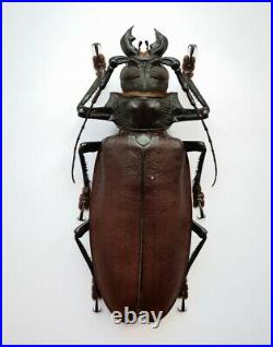 BIG Titanus giganteus 142mm Prioninae A- male RARE Cerambycidae
