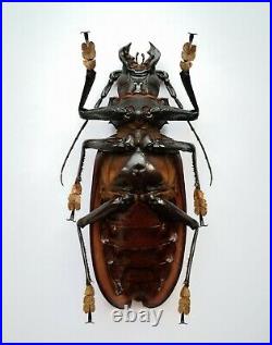 BIG Titanus giganteus 142mm+ Prioninae A- male RARE Cerambycidae
