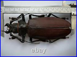 BIG Titanus giganteus 142mm+ Prioninae A- male RARE Cerambycidae