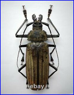 BIG Xixuthrus lunicollis 124mm+ Prioninae A- male RARE Cerambycidae