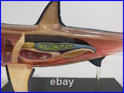 Big 13in Extremely Rare Shark 3D Model Jaws Marine Life Figure Art