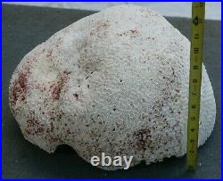 Big Piece of Rare Natural Coral Brain (33 pounds) from Puerto Rico