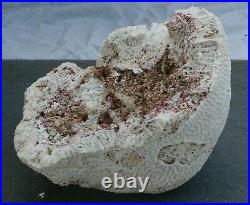 Big Piece of Rare Natural Coral Brain (33 pounds) from Puerto Rico