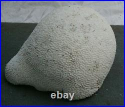 Big Piece of Rare Natural Coral Brain (48 pounds) from Puerto Rico