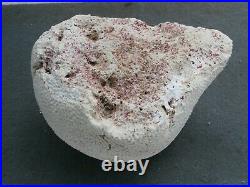 Big Piece of Rare Natural Coral Brain (48 pounds) from Puerto Rico