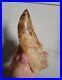 Big Rare 5.1inch Carcharodontosaurus Rooted Fossil Dinosaur Theropod Trex Tooth