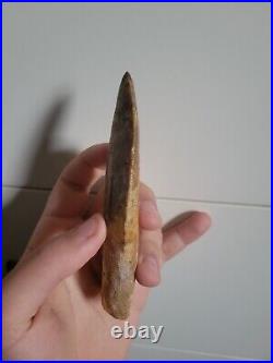 Big Rare 5.1inch Carcharodontosaurus Rooted Fossil Dinosaur Theropod Trex Tooth