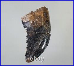 Big Tyrannosaurus Rex Tooth Fossil 2.2cm Rare