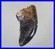 Big Tyrannosaurus Rex Tooth Fossil 2.2cm Rare