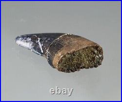 Big Tyrannosaurus Rex Tooth Fossil 2.2cm Rare