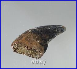 Big Tyrannosaurus Rex Tooth Fossil 2.2cm Rare