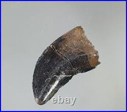 Big Tyrannosaurus Rex Tooth Fossil 2.2cm Rare