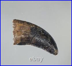 Big Tyrannosaurus Rex Tooth Fossil 2.2cm Rare